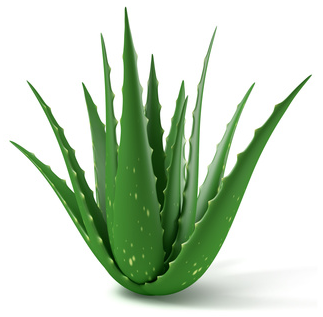 bloed Laatste Garantie Adopt an Aloe Vera – Care for Natural Foundation